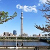 春のうららの～～隅田川～♬
