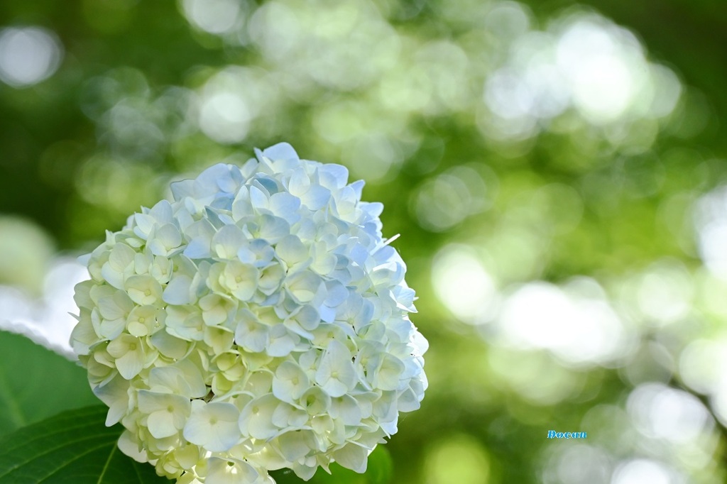 梅雨だけど爽やかな色の紫陽花と玉暈け～ボケ～～～ボケ～