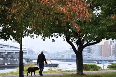 秋の隅田川