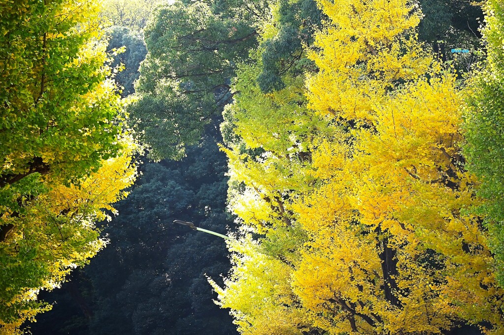秋のグラデーション