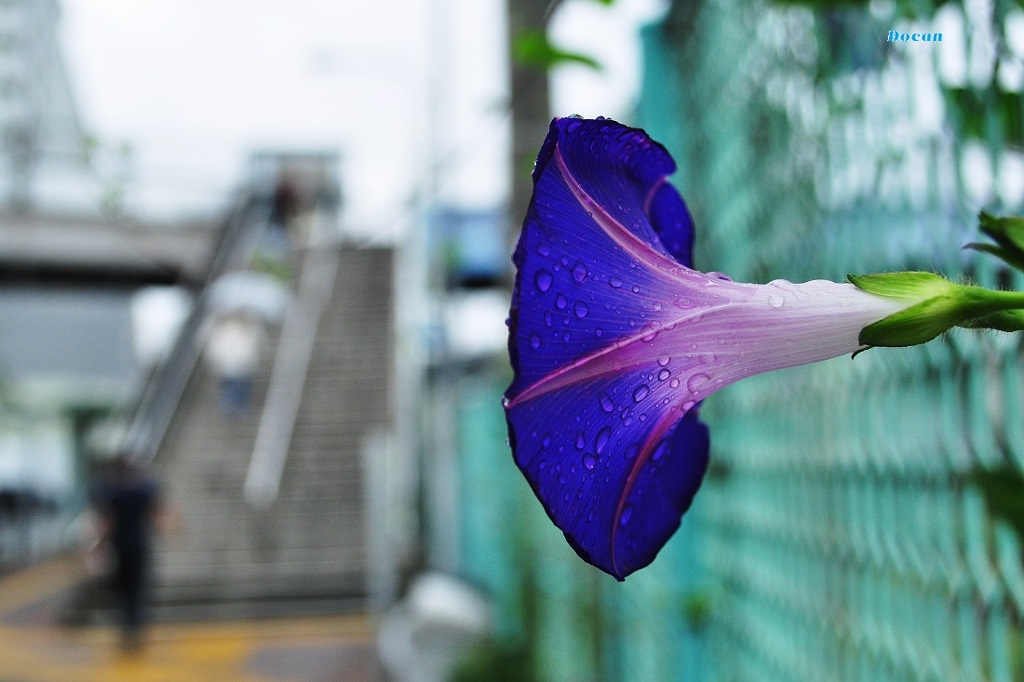 秋雨の日