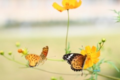 うしろから～～～せまって来る～～～