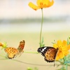 うしろから～～～せまって来る～～～