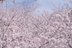 桜盛り盛り
