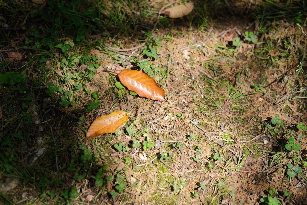木漏れ日