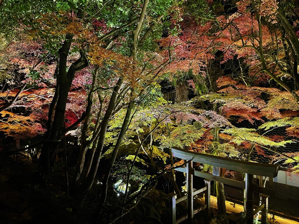 石山寺「あたら夜もみじ」三十八所権現社