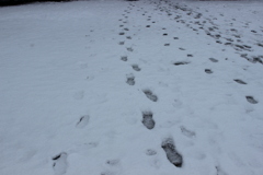 みんなで登校