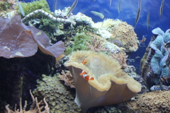 みーつけたっ！