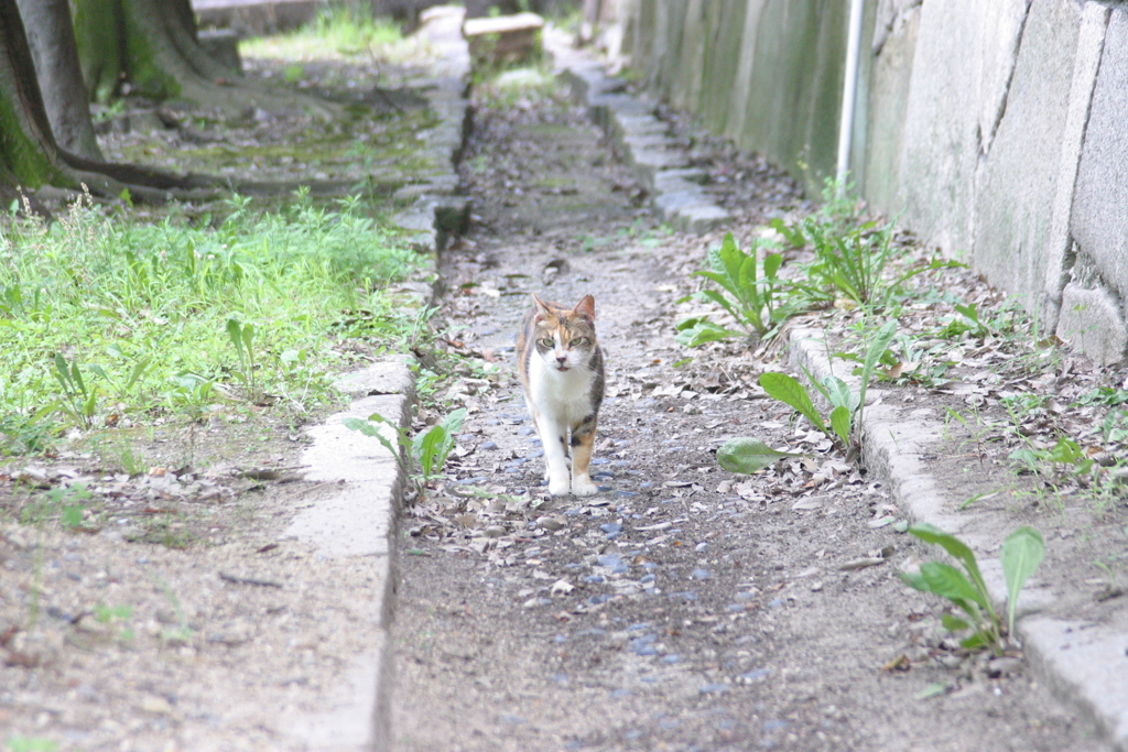 猫に見つかった