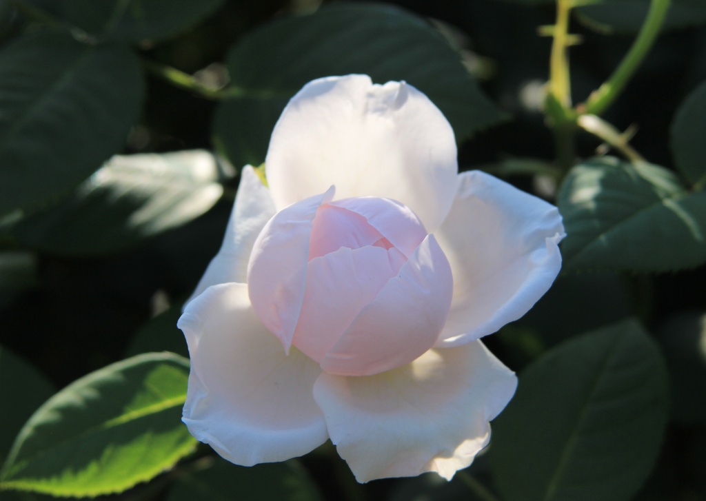 温泉卵みたいな花