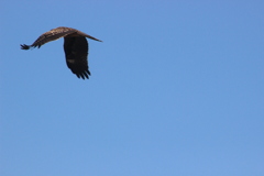 鳶様