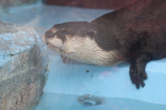 カワウソくん