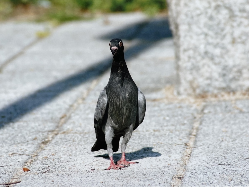 蝶ネクタイ付け忘れた結婚式の司会者