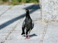 蝶ネクタイ付け忘れた結婚式の司会者