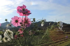 あの子にあげる花束