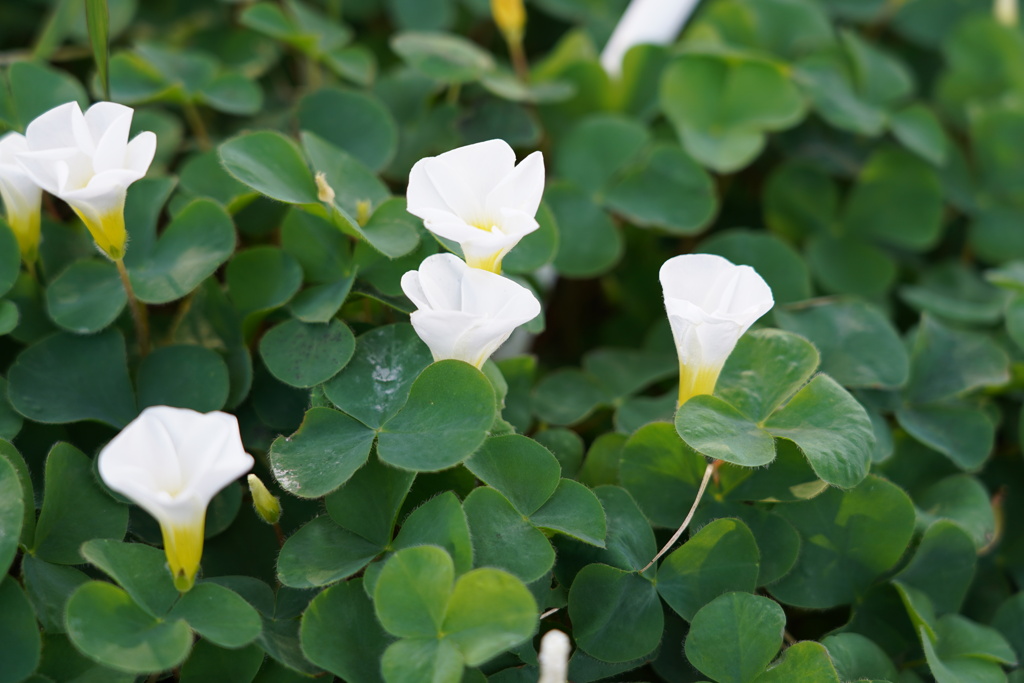 522F74BB-0E8E-4ABC-83B1-D40D6A1CC7B3