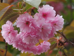 八重桜2