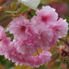八重桜2