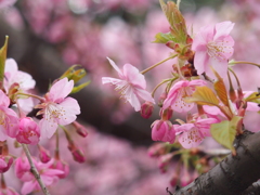 早咲の桜