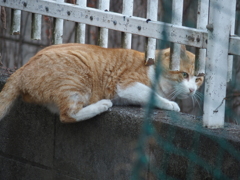 のらねこ