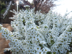 雪柳