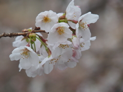 桜