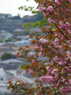 八重桜1