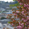 八重桜1
