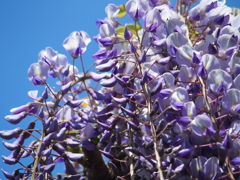藤の花