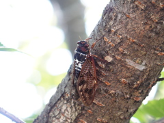 蝉