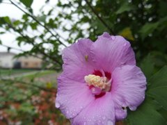 蜘蛛と花