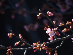 もうすぐ桜の季節