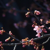 もうすぐ桜の季節