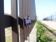 花一輪