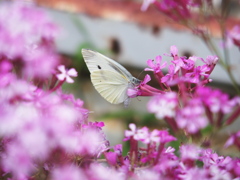 蜜に夢中