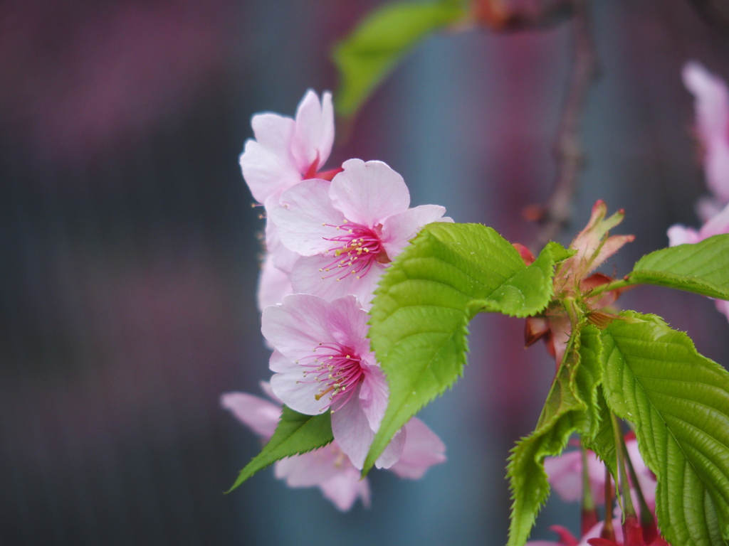 満開の内の一花