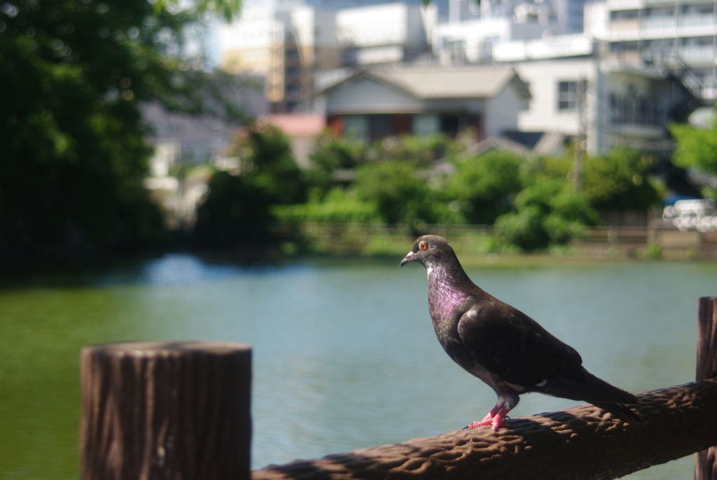 平和の象徴