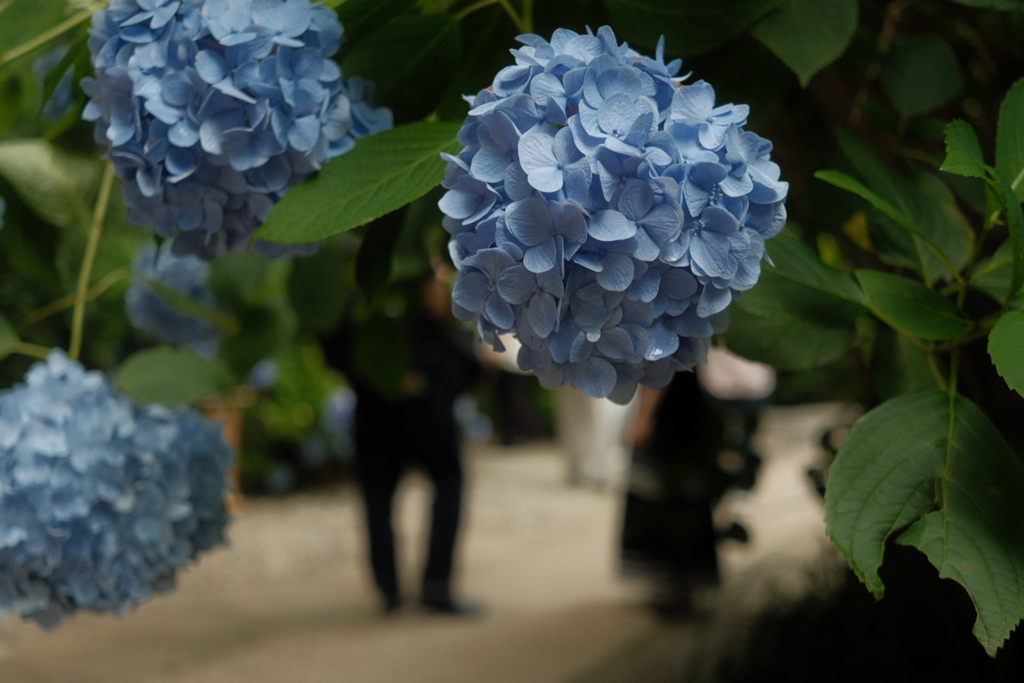 紫陽花トンネル