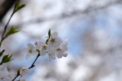 今年もこの季節