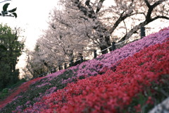 下にも上にも生える桜