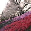 下にも上にも生える桜