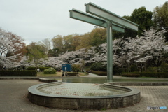 美術館のオブジェがある公園の桜