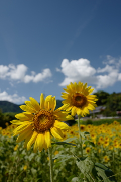 名残惜しい、夏