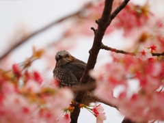 桜に包まれて