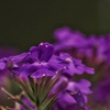 朝露の花