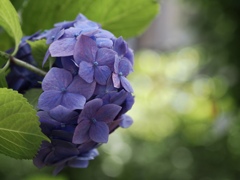 晴れの日の紫陽花