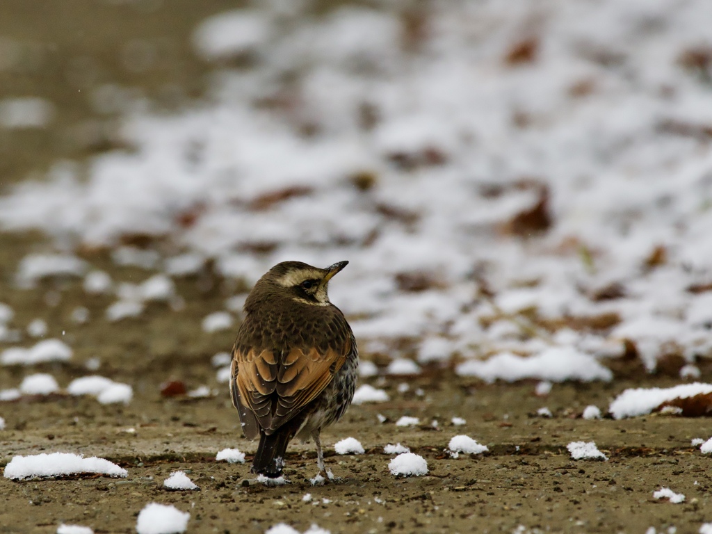 越冬に来たのになぁ