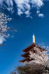 五重塔と桜③