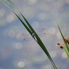 せせらぎ蜻蛉①
