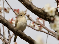 春を見上げて